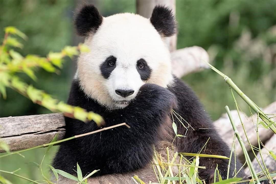 Les Bruyeres De Jeanne Et Rene Zoo De Beauval A 20Min,Chateaux Tout Inclus Fontguenand Eksteriør bilde